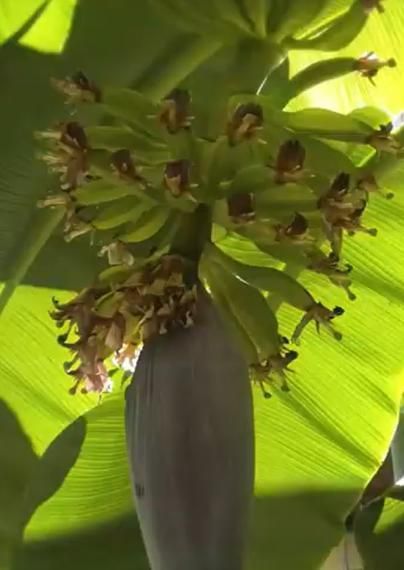 Blue Java Banana Seeds (Pack of 2)