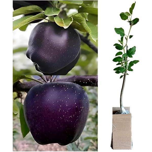 Black Diamond Apple Seeds (Pack of 2)