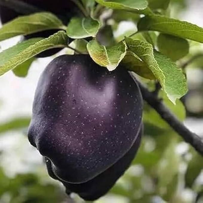 Black Diamond Apple Seeds (Pack of 2)
