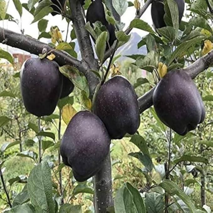 Black Diamond Apple Seeds (Pack of 2)