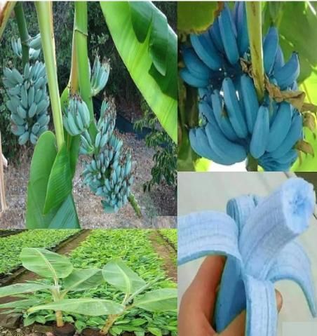 Blue Java Banana Seeds (Pack of 2)